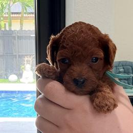 Peaches - Red  female Goldendoodle puppy in Miami, Florida from Haus of Pawz