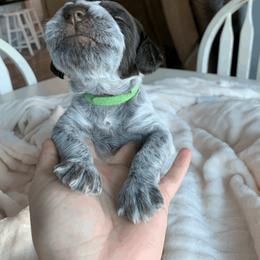 Wirehaired Pointing Griffon Puppies from Happy Hollow Griffons