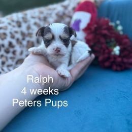 Very Tiny Little Ralph - Chocolate, tan and white male Yorkshire Terrier puppy in Hertford, North Carolina from Peters Pups Yorkshire Terriers