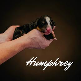 Blue Collar Humphrey - Tri-color male Bernedoodle puppy in Camden, North Carolina from Fleury Farm Doodles NC