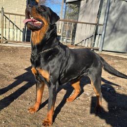 Oxana - Rottweiler