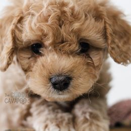 Cavapoo Puppies from The Cuddle Cavapoo Co.