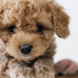 Cavapoo Puppies from The Cuddle Cavapoo Co.