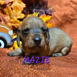 Mazie - Red female Dachshund puppy in Blair, Oklahoma from North Fork Doxies-Okla