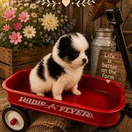 Hoops - Black and tan parti female Pomeranian puppy in Sandia, Texas from Broken Arrow Poms