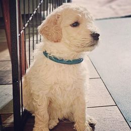 Double Doodle, Goldendoodle, and Labradoodle Puppies from The Doodle Ranch-California