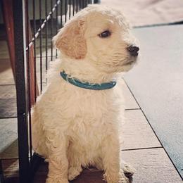 Double Doodle, Goldendoodle, and Labradoodle Puppies from The Doodle Ranch-California
