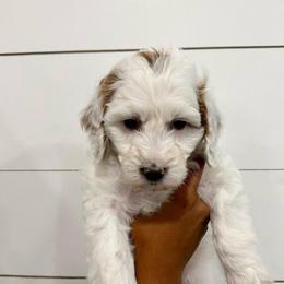 Zinnia (Yellow) - Parti female Goldendoodle puppy in Payson, Utah from Life_on. Paws
