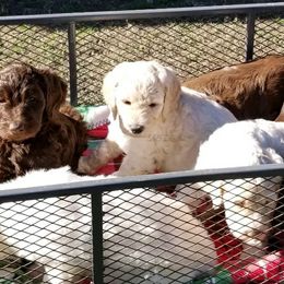Aussiedoodles and Goldendoodles from S & B Doodles