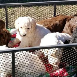 Aussiedoodles and Goldendoodles from S & B Doodles