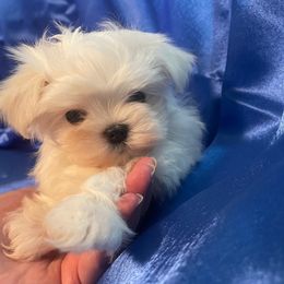Boy 1 - White male Maltese puppy in Wilson, New York from Maltese By Valerie