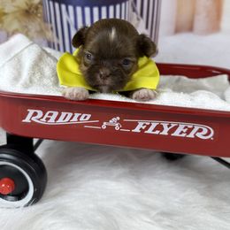 Mack - Liver male Shih Tzu puppy in Columbia, Kentucky from Lisa Bandy Shih Tzu