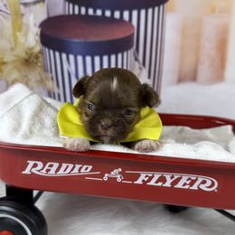 Mack - Liver male Shih Tzu puppy in Columbia, Kentucky from Lisa Bandy Shih Tzu