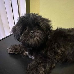 Zara - Black gold and silver female Shih Tzu puppy in Englewood, New Jersey from Sincerely Paws