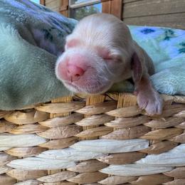 Lucy - Cream female Cocker Spaniel puppy in Lake, Mississippi from MGs Cockers