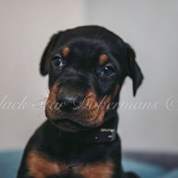 Doberman Pinscher Puppies from Black Star Dobermans