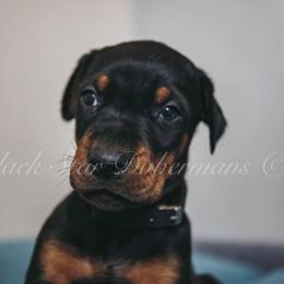 Doberman Pinscher Puppies from Black Star Dobermans
