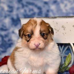 Cider - Red male Pembroke Welsh Corgi puppy in East Canton, Ohio from Victorian Farms