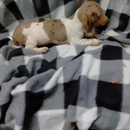 Dachshund Puppies from Small Paws Kennel