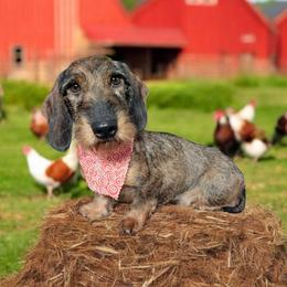 Wolfie - Wild boar male Dachshund puppy in Mc Donough, Georgia from L & J Kennel