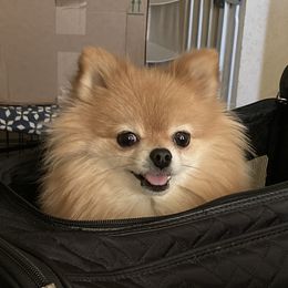 Nilla - Pomeranian