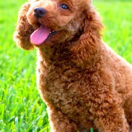 Pumpkin - Poodle