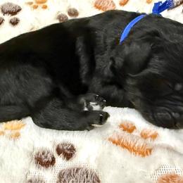 Victor - Black male Goldendoodle puppy in Brandon, Mississippi from Dazzling & Dapper Doodles of MS