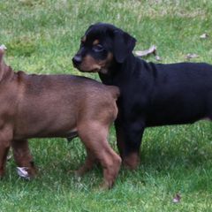 German Pinschers from RiverRAT Barn Hunt