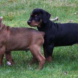 German Pinschers from RiverRAT Barn Hunt