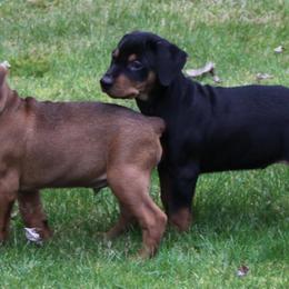 German Pinschers from RiverRAT Barn Hunt