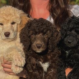 Cockapoos, Cocker Spaniels, and Poodles from Strawberry Hill Puppy Patch