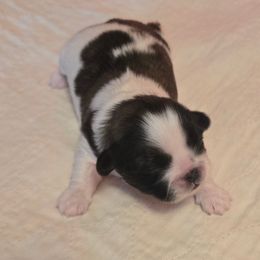 Girl 2 - Tricolor female Shih Tzu puppy in Missouri from Farm Animal Mommy Shih tzu's