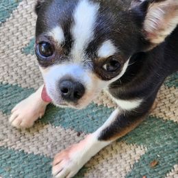 MaeBelle - Chihuahua