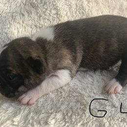 Boston Terrier Puppies from Wendy's Boston Terriers