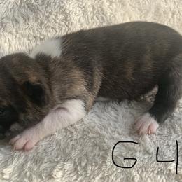 Boston Terrier Puppies from Wendy's Boston Terriers