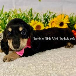 Madi - Black and cream female Dachshund puppy in Lakeland, Florida from Ruthie’s Rich Mini Dachshunds