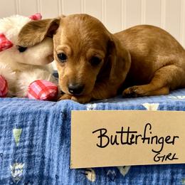 Butterfinger - Red female Dachshund puppy in Crawford, Colorado from Spotted Doxie Ranch