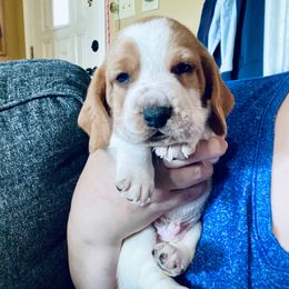 Cookie Monster - Mahogany and white male Basset Hound puppy in Tollesboro, Kentucky from Low and Slow Bassets