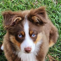Theodore - Red tri male Toy Australian Shepherd puppy in College Station, Texas from South Paw Toy Aussies