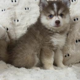 Samson - Red and white male Pomsky puppy in Casa Grande, Arizona from Arizonas Pomsky Squad