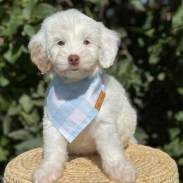Blue Boy - Parti male Goldendoodle puppy in Lowville, New York from DM Hilltop FURfamily