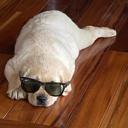 Cavador and Labrador Retriever Puppies from Prebleridge Acres