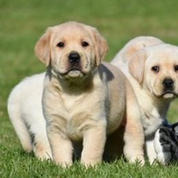 Labrador Retriever Puppies from Startop Labradors