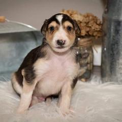 Borzoi Puppies from Hounds of Laureate