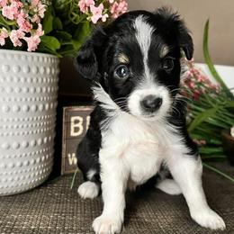 Toy Australian Shepherd Puppies from Kickapoo Creek Toy Aussies