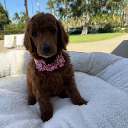 Hot pink - Red  female Poodle puppy in Riverside, California from Riverside red poodles