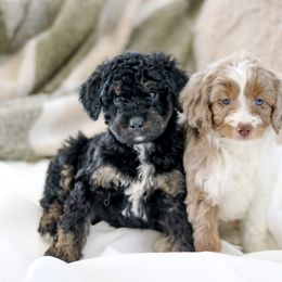 Aussiedoodles and Labradoodles from Doodles & Co