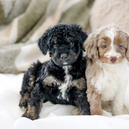 Aussiedoodles and Labradoodles from Doodles & Co