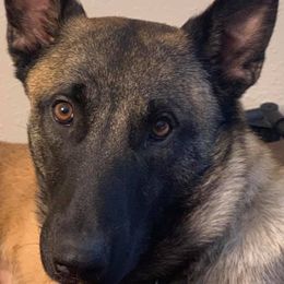 Belgian Malinois, Black Russian Terriers, Dutch Shepherds, Poodles, and Rottweilers from Louisov Kennel
