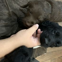 German Shorthaired Pointer and Labradoodle Puppies from Shining D Ranch